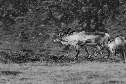 Free A herd of reindeer traverses rugged terrain in a striking black and white scene. Stock Photo