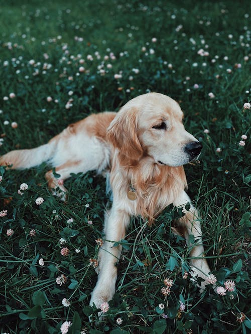 Cute purebred Golden Retriever dog lying on lush grassy meadow in summer countryside and looking away