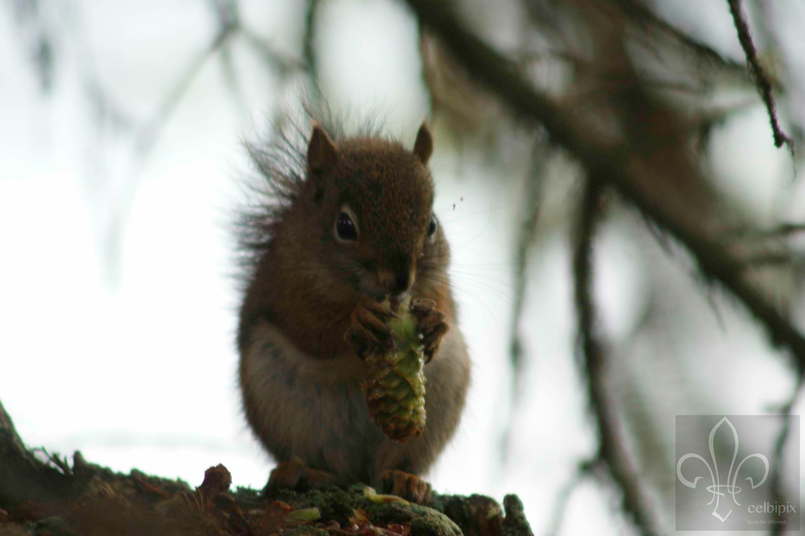 Mapa de operaciones globales