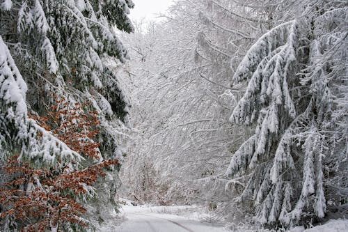 Snow Covered Trees