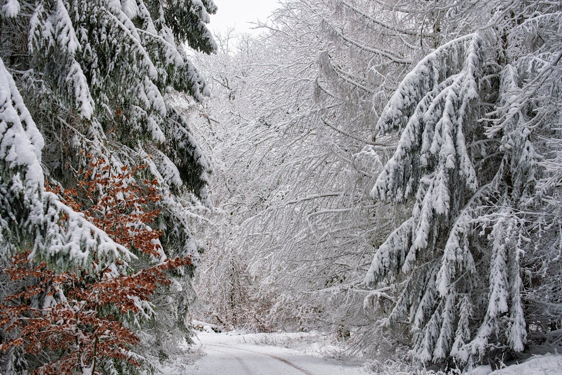 Imagine de stoc gratuită din congelat, conifere, copaci goi