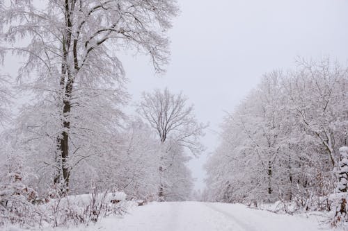 シーズン, 冬, 屋外の無料の写真素材