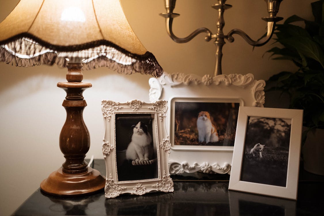 Cozy home decor featuring a lamp and three framed photographs of cats on a polished table