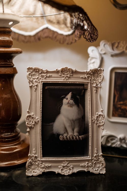 Безкоштовне стокове фото на тему «кицька, кімната, кішка»