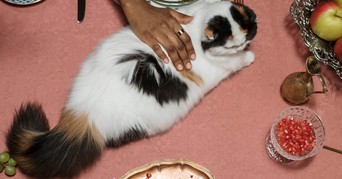 How to stop my cat from bullying my other cat