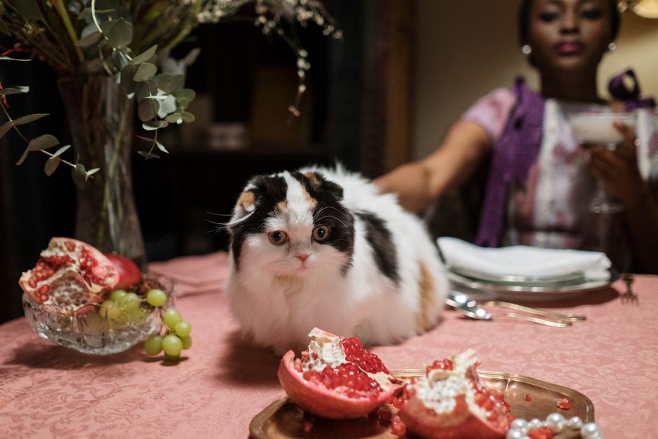 A fluffy Scottish Fold cat sits at a dining table with fruits and a woman in a cozy setting.