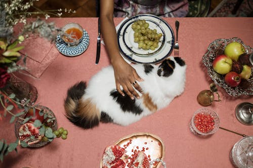 Free White and Black Cat on Table Stock Photo
