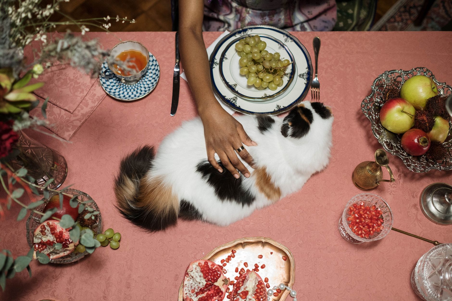 A cat undergoing diagnostic blood testing at a veterinary clinic