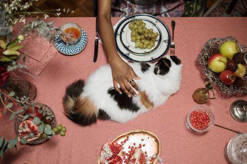 Free A fluffy cat is being petted on a dining table filled with fruits and elegant tableware. Stock Photo