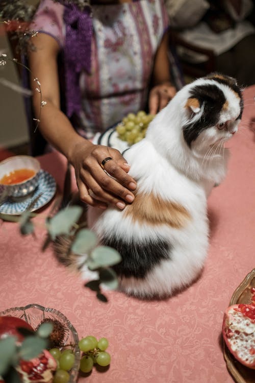 Person Holding White and Black Cat