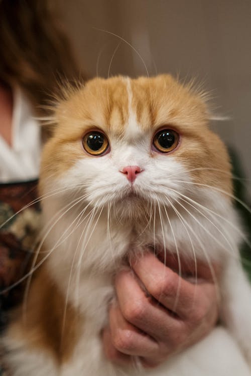 Cute Orange and White Cat