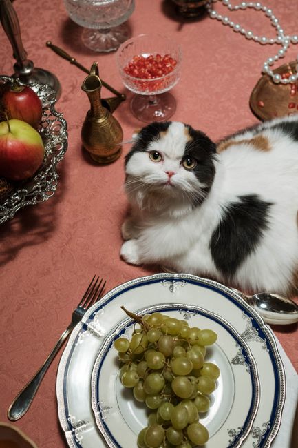 Charming tricolor Scottish Fold cat seated on a dining table with fruit and elegant decor.