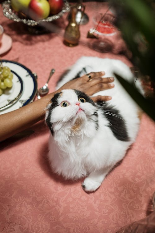 Δωρεάν στοκ φωτογραφιών με scottish fold, αγάπη, αιλουροειδές