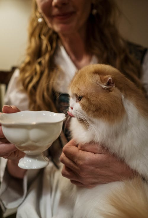 Cute Orange Cat Sticking Out Its Tongue