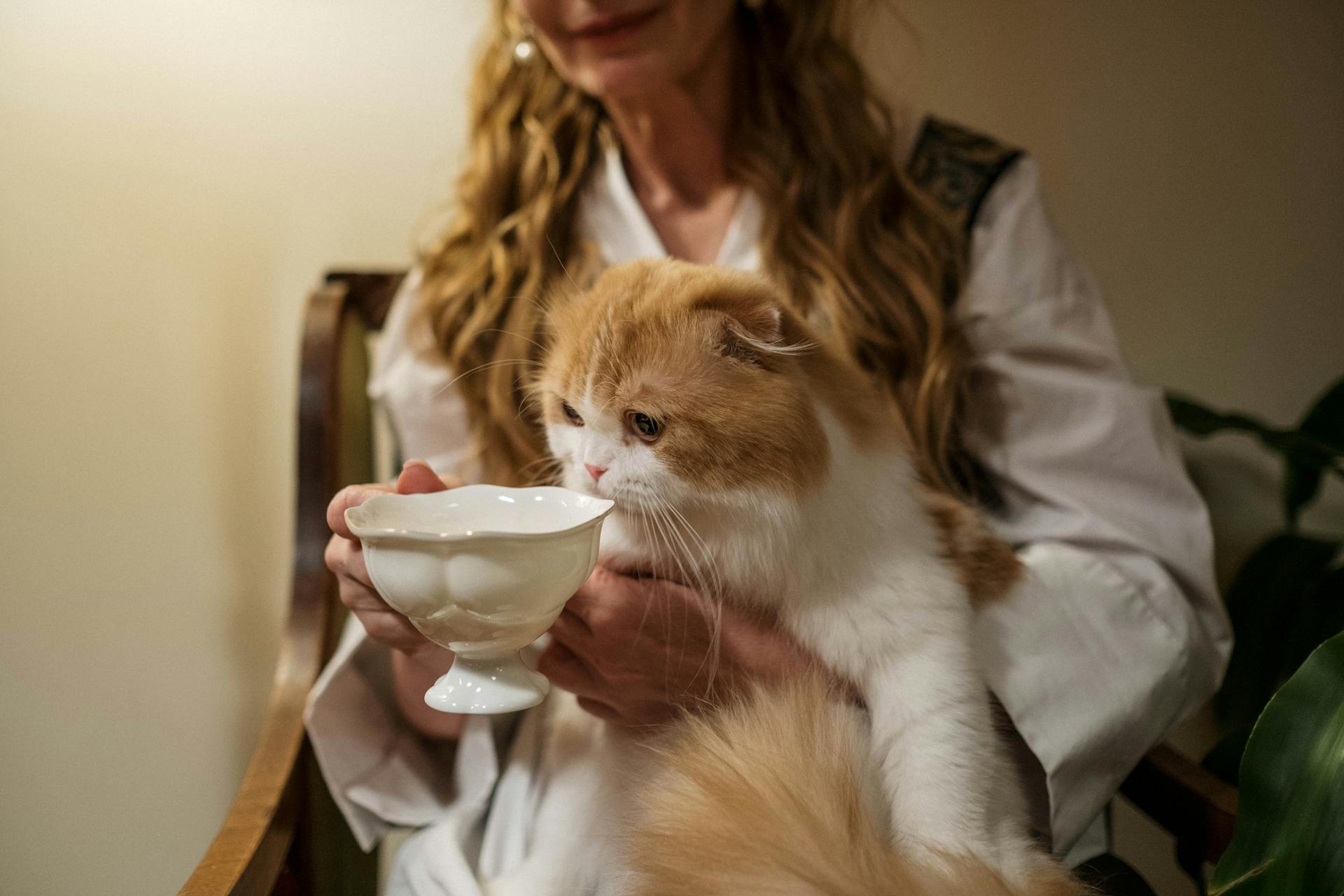 Orange Tabby Cat on Womans Lap