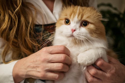 Free Woman Holding Orange and White Cat Stock Photo