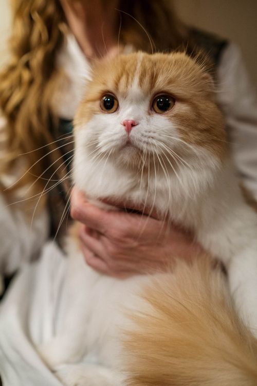 Free Charming portrait of a fluffy Scottish Fold cat being lovingly held indoors. Stock Photo