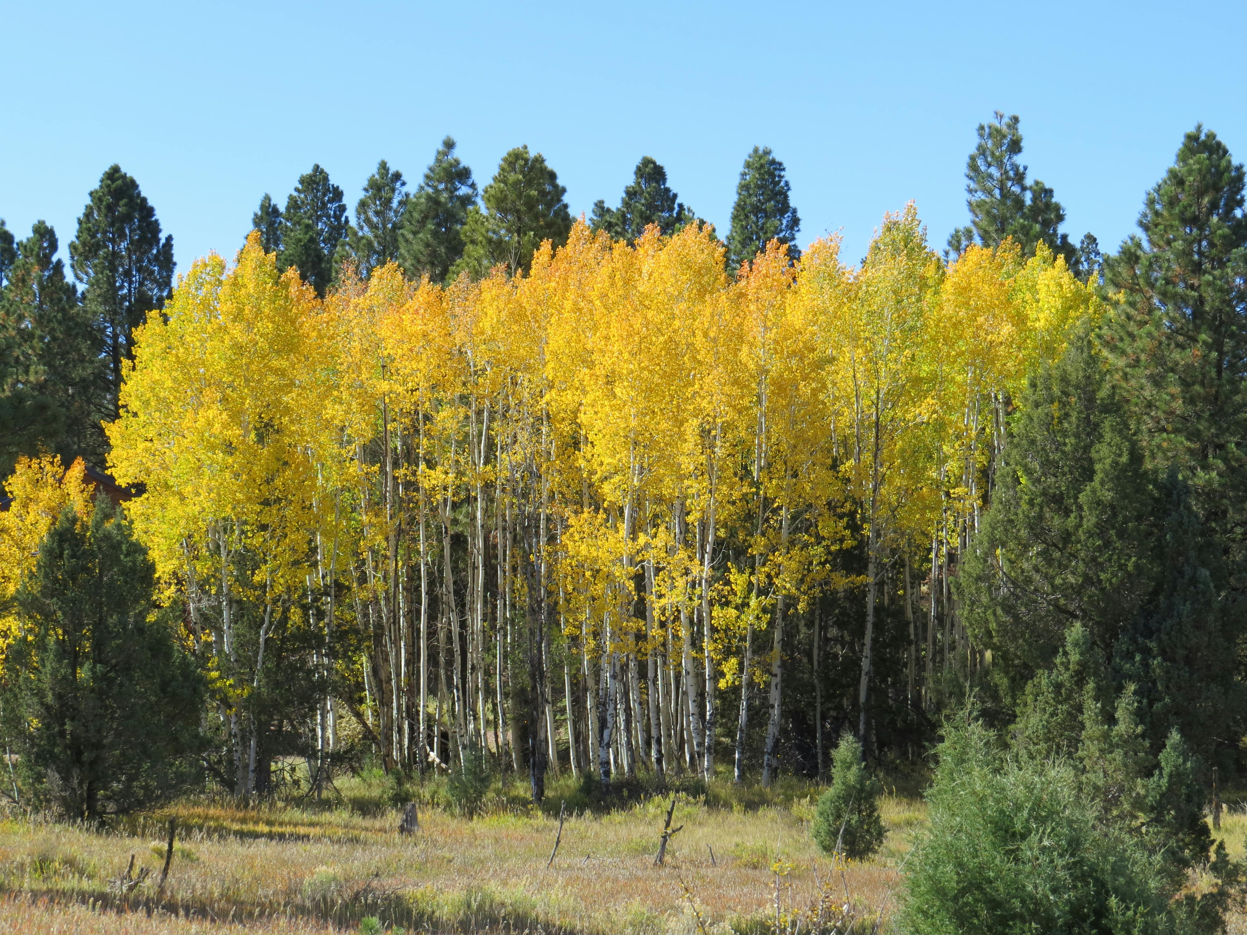 Cat resting comfortably at home with a bandage on its paw after a vet procedure