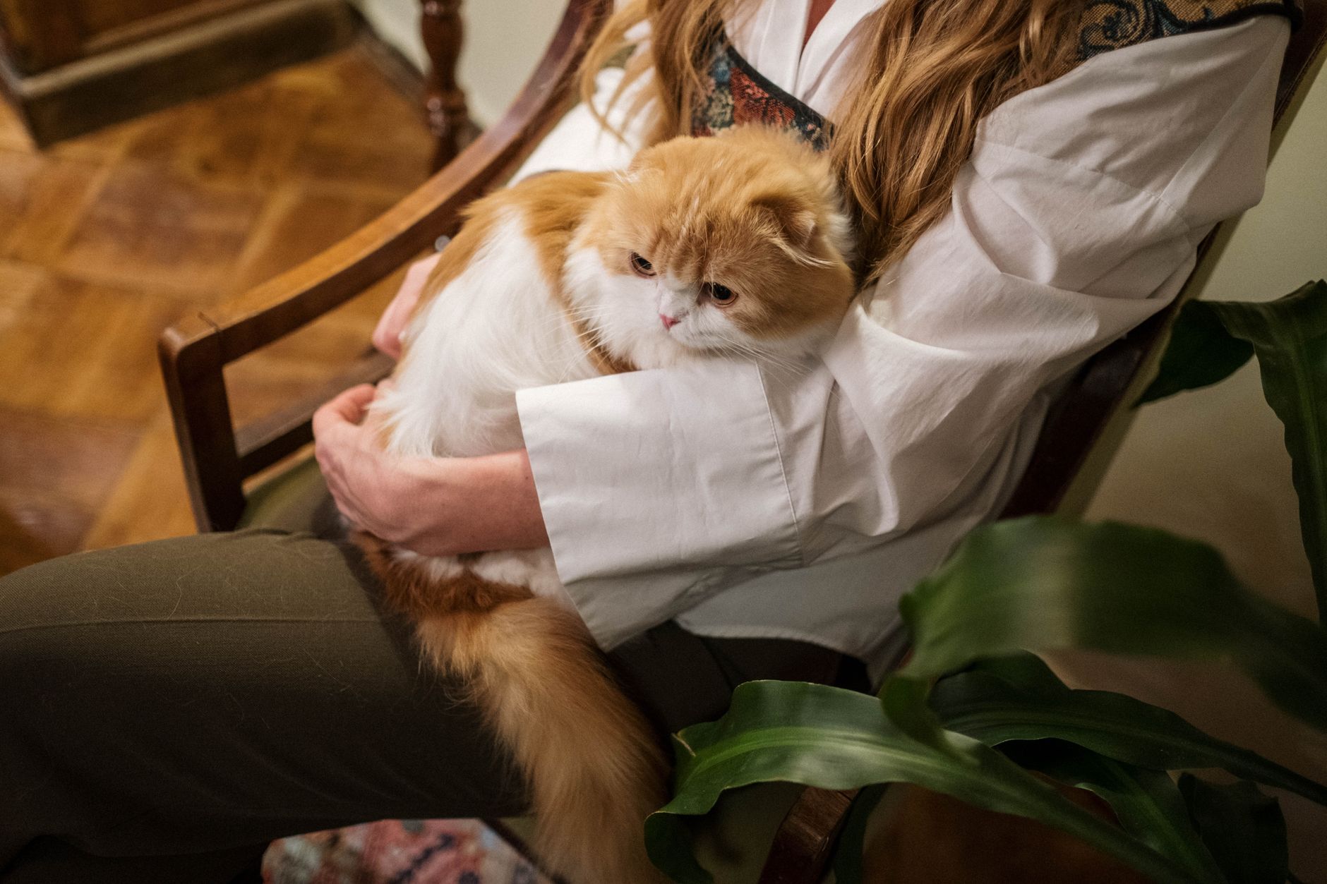 Veterinarian examining a cat during a checkup