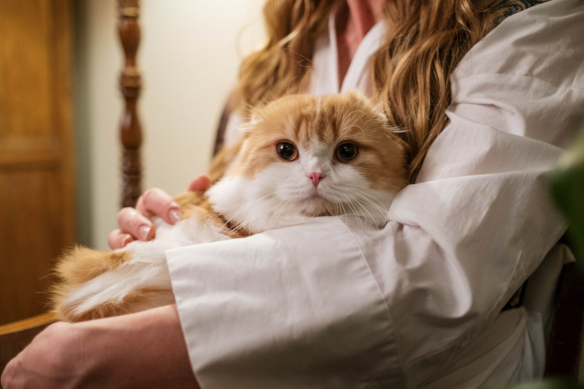 Veterinarian examining a cat during a checkup