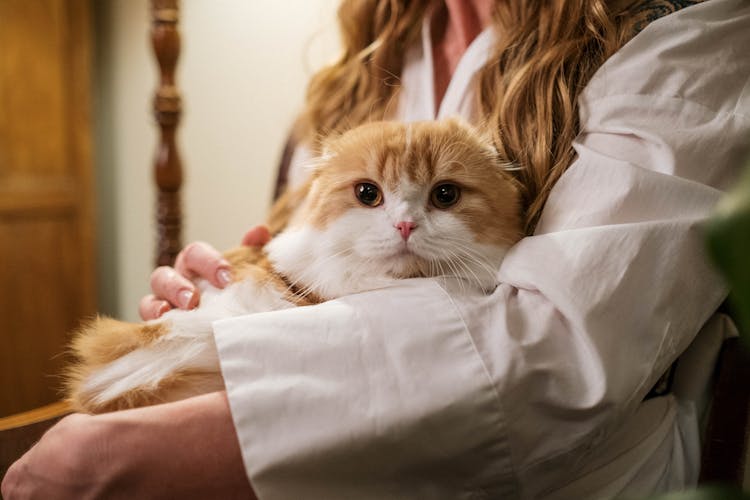 Woman Holding Her Orange And White Cat