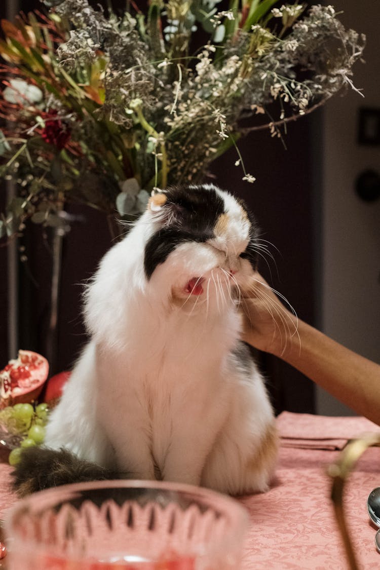 Sneezing Calico Cat While Being Pet