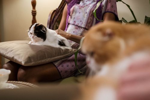 Free A woman relaxing indoors with her Scottish Fold cats, exuding comfort and companionship. Stock Photo