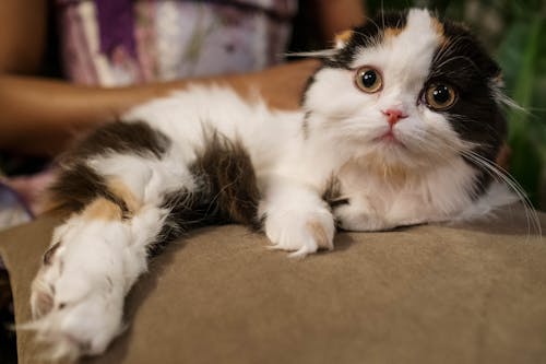 Free Cute Cat Lying on Pillow Stock Photo