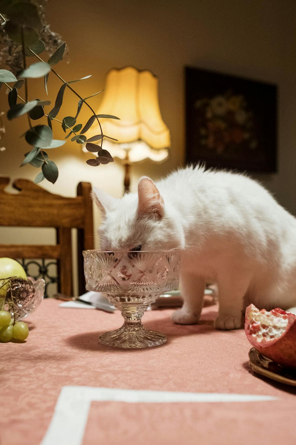 What you need to know about pet cat care