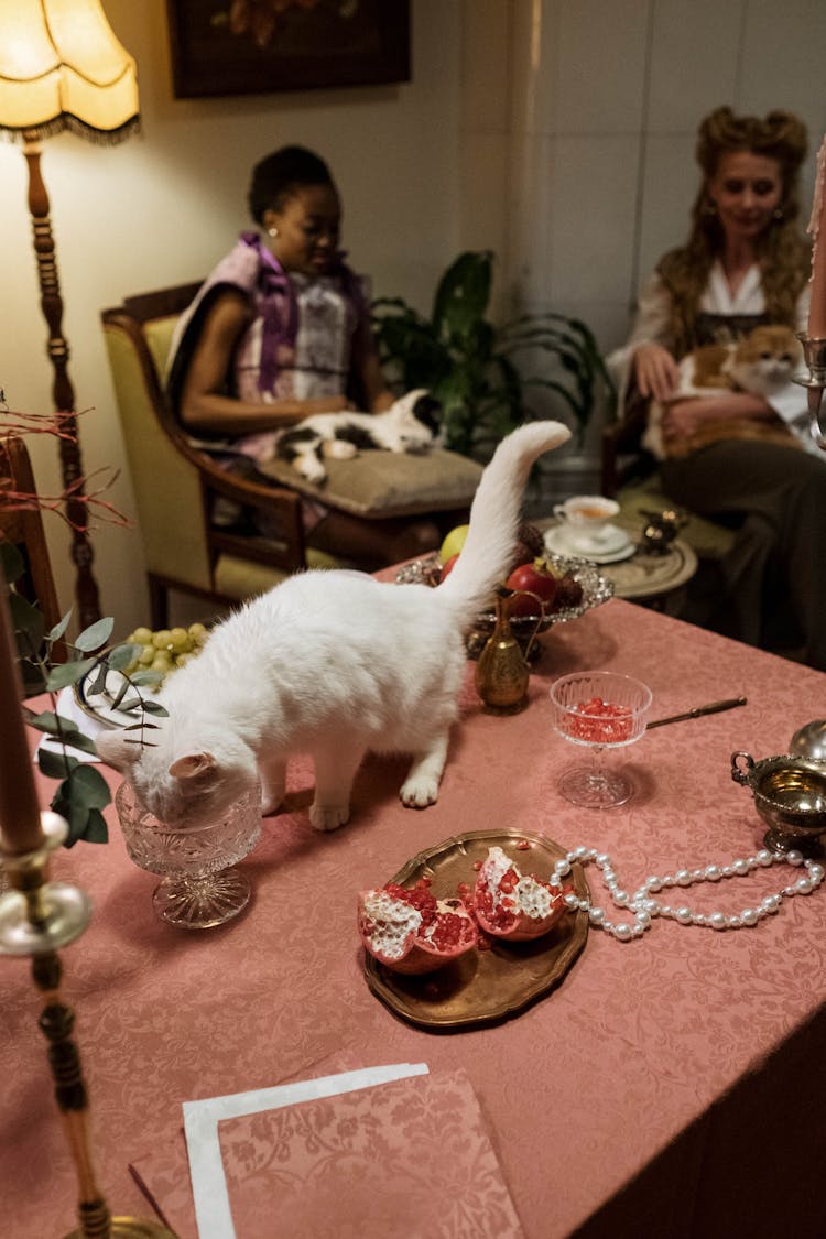 White Cat On Table