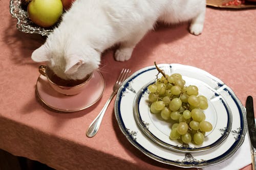 cat eating food