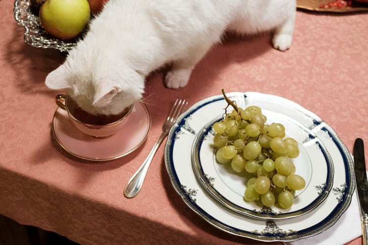 White Cat Drinking In A Cup