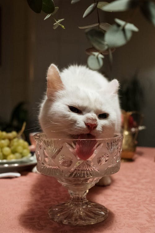 Free White Cat Licking a Crystal Glass Stock Photo
