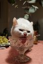 White Cat Licking a Crystal Glass