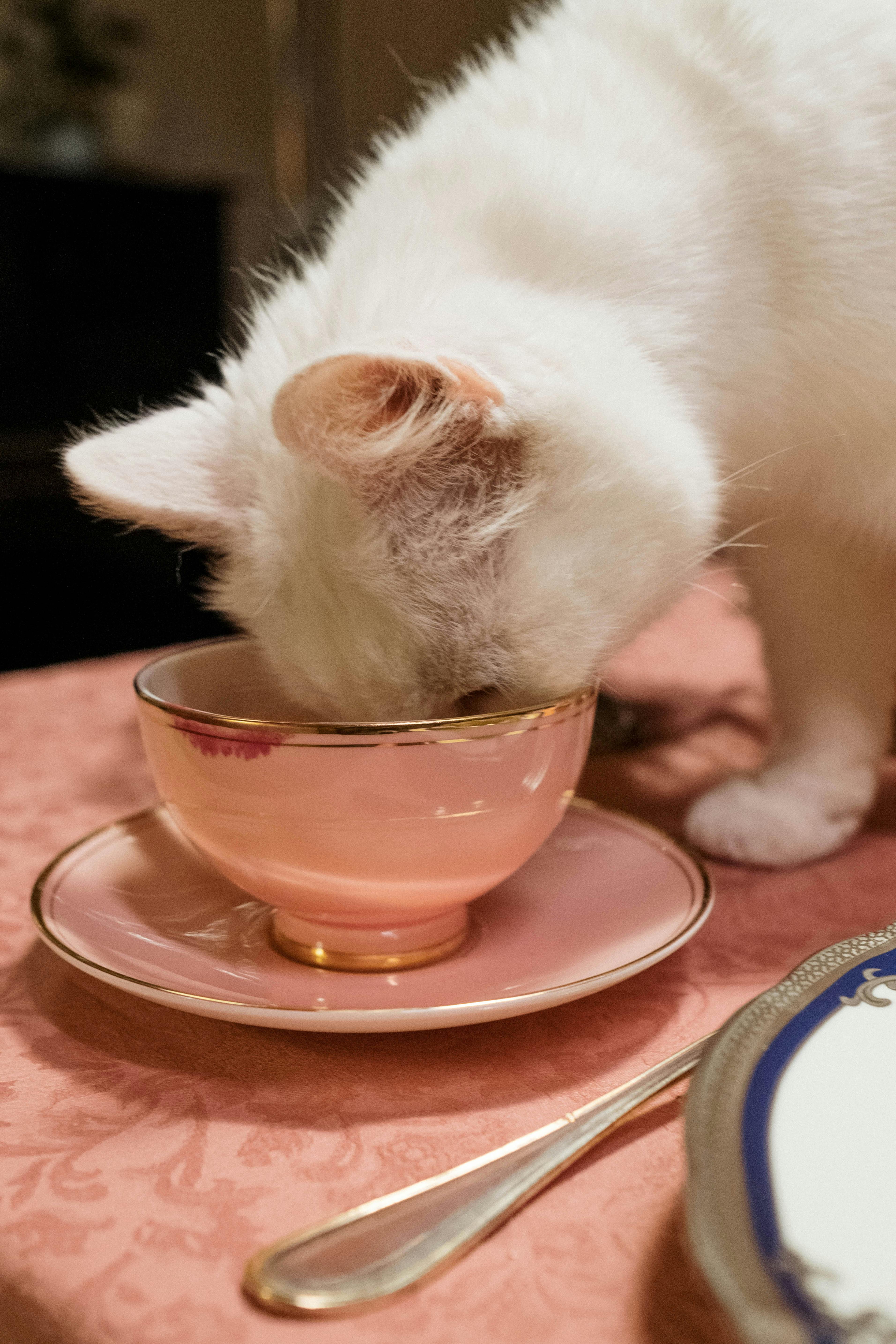 cat drinking cup