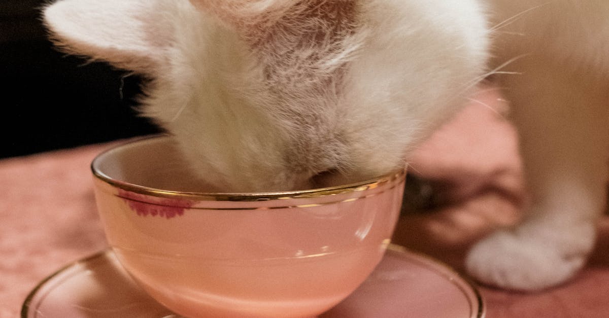 How to keep raccoons away from feral cat food