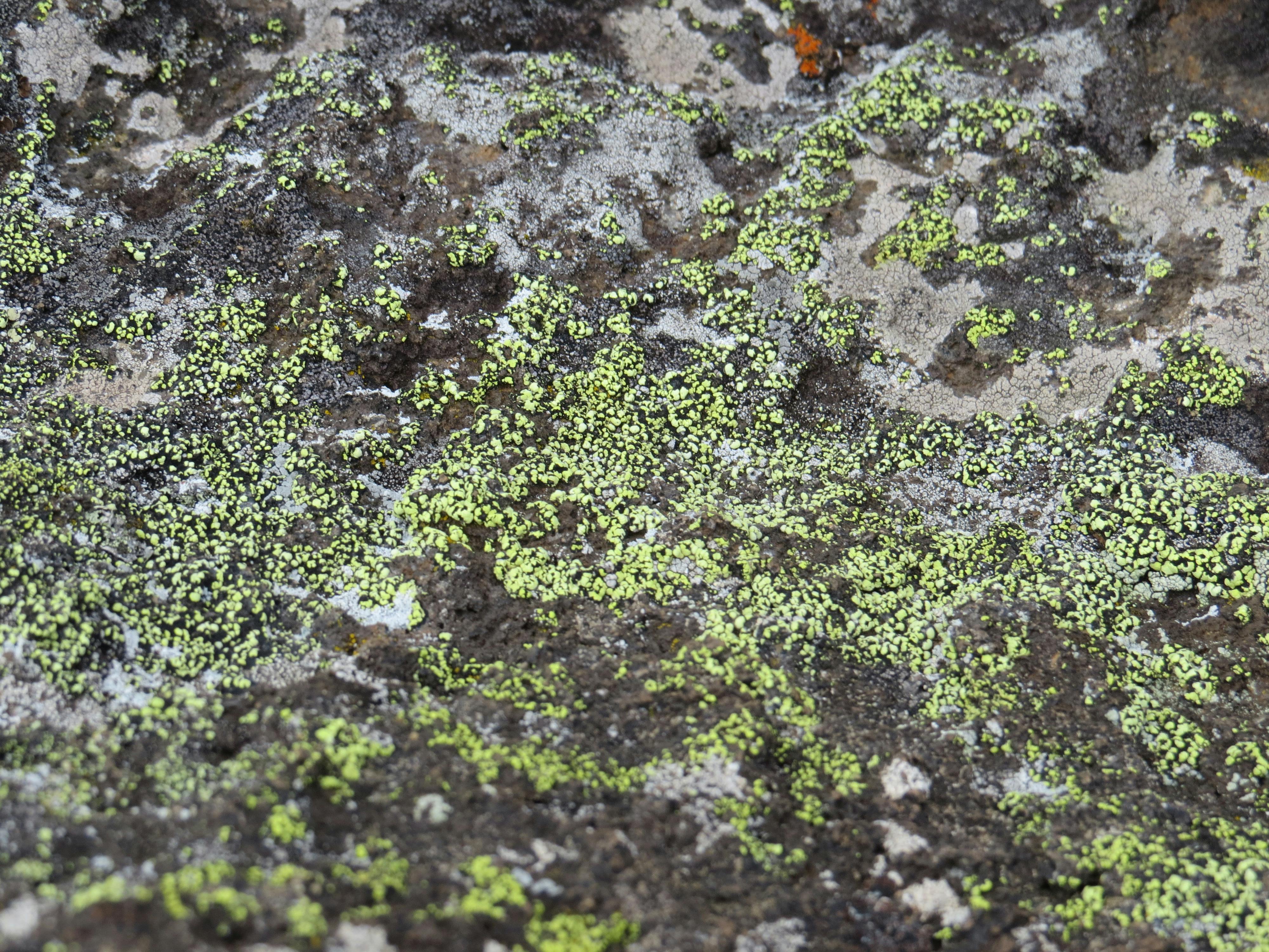 Person gently petting a recovering cat resting in a soft bed