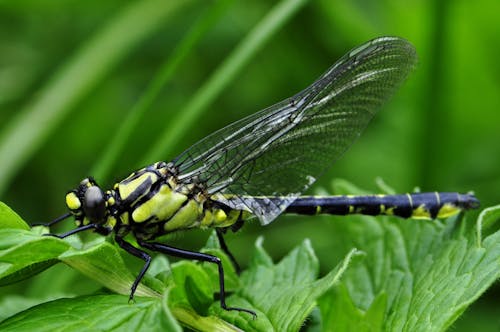 Zwarte En Gele Dragonfly Op Groene Bladplant