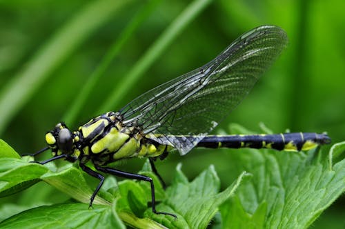 Foto d'estoc gratuïta de insecte, libèl·lula, natura