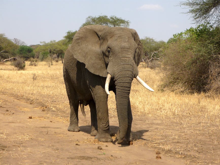 africa, african bush elephant, elephant