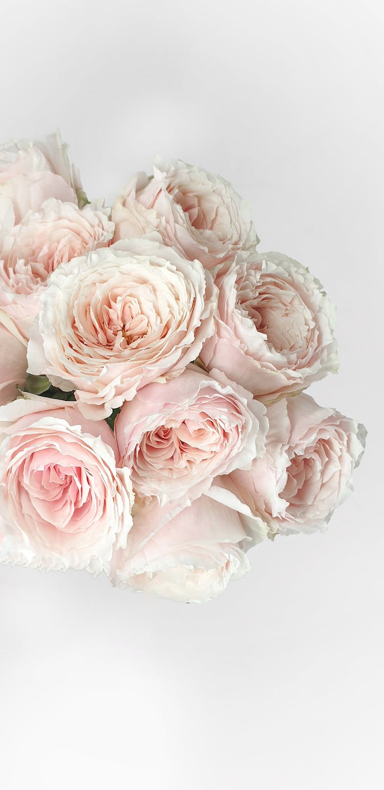 Bunch Of Tender Pink Austin Roses In White Room