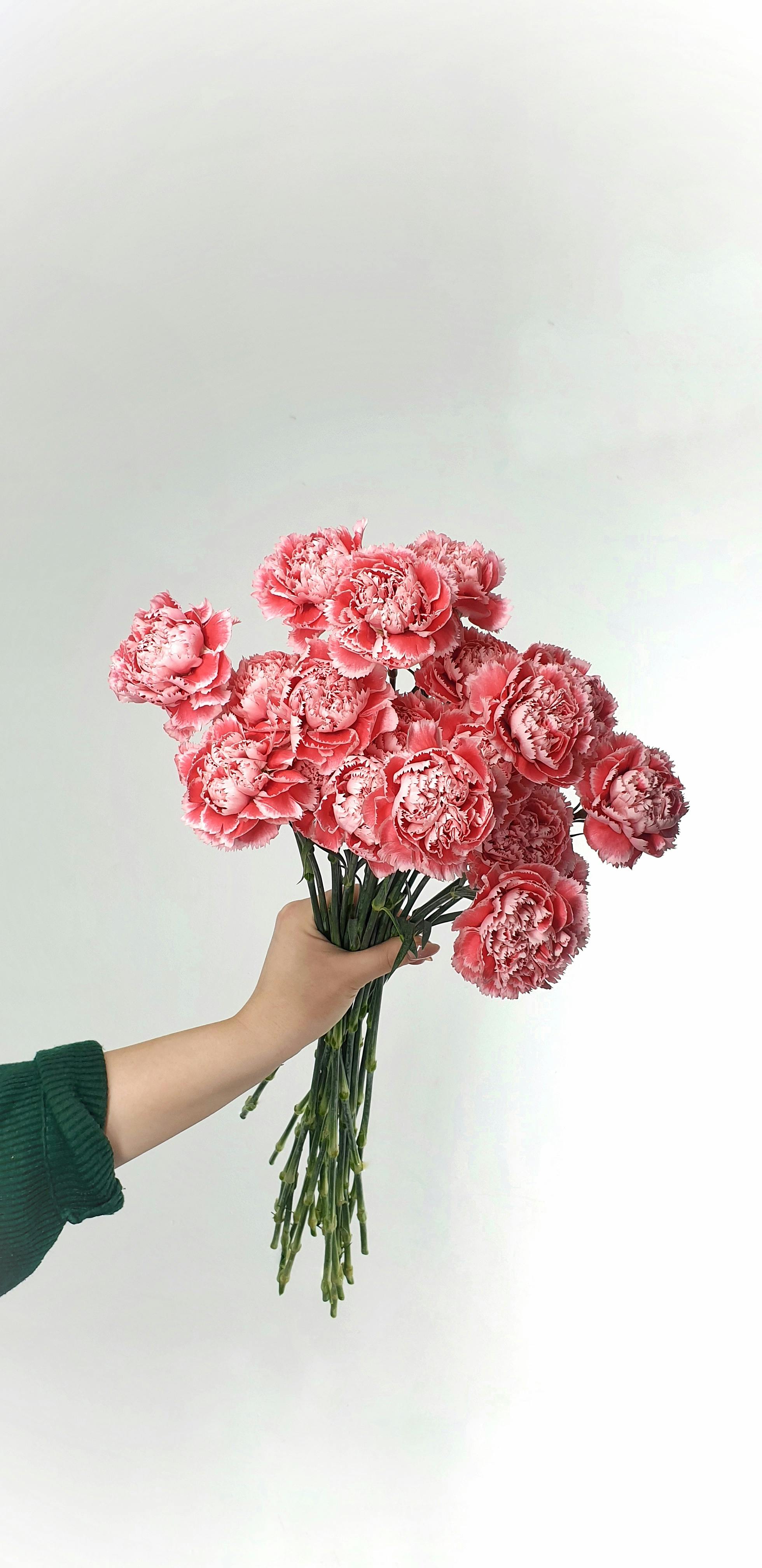 faceless female florist showing bouquet of dianthus caryophyllus flowers in studio