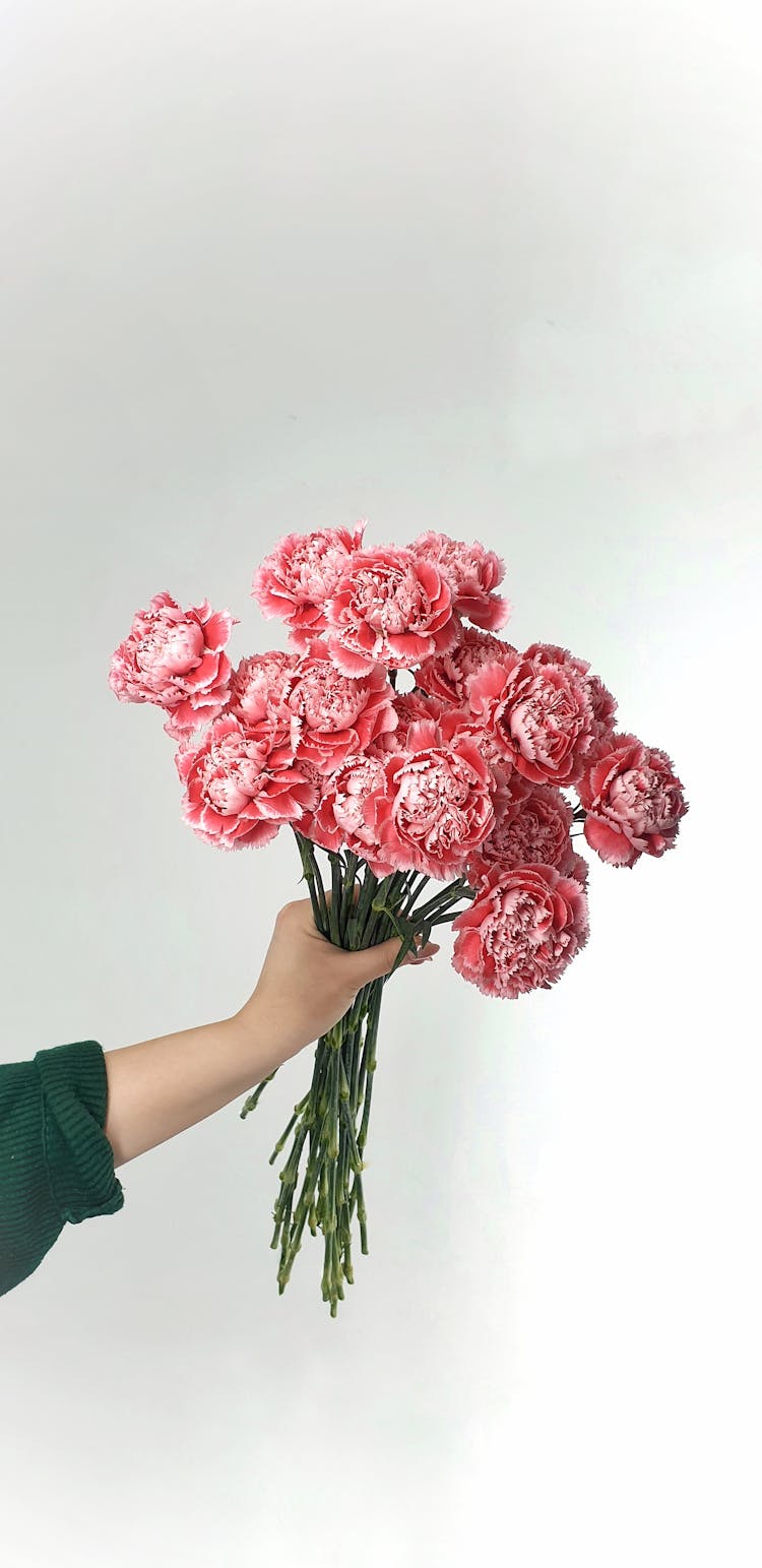 Faceless Female Florist Showing Bouquet Of Dianthus Caryophyllus Flowers In Studio