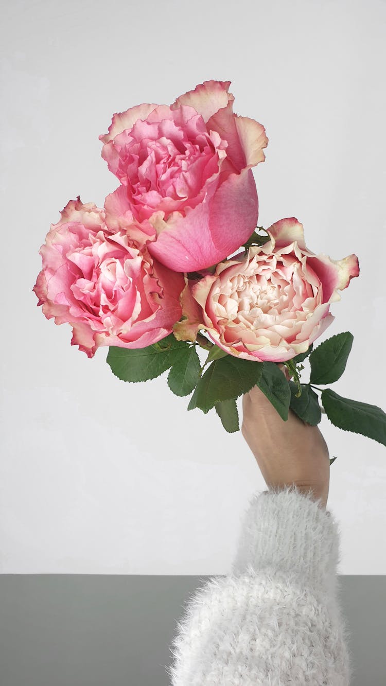 Woman With Austin Roses With Lush Buds