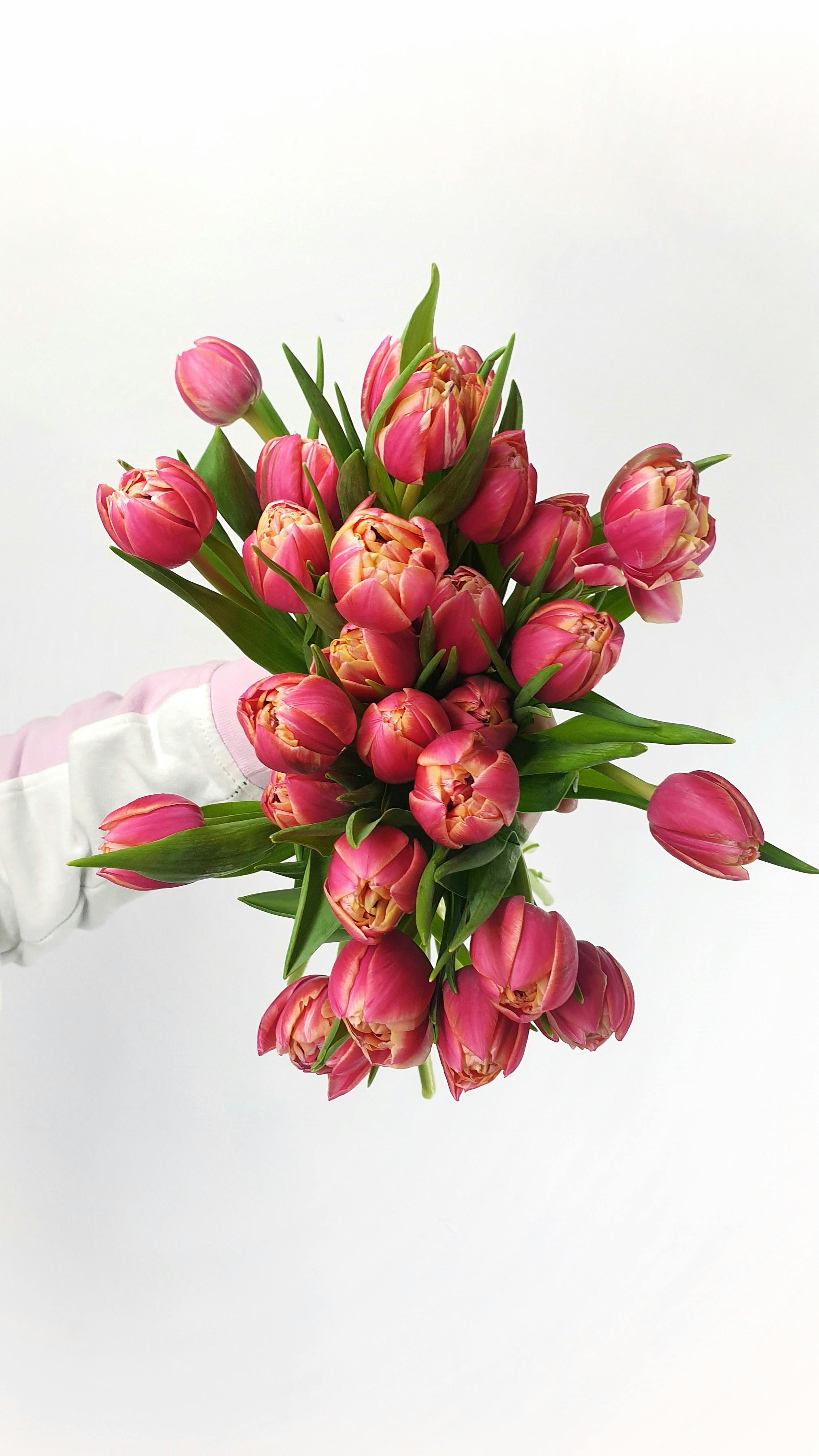 person showing bunch of fresh tulips