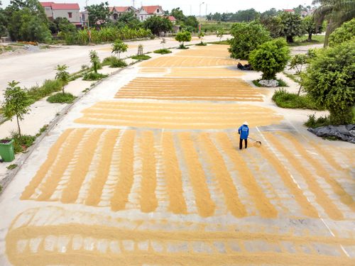 Free A farmer stands on concrete drying harvested paddy under sunny skies. Stock Photo