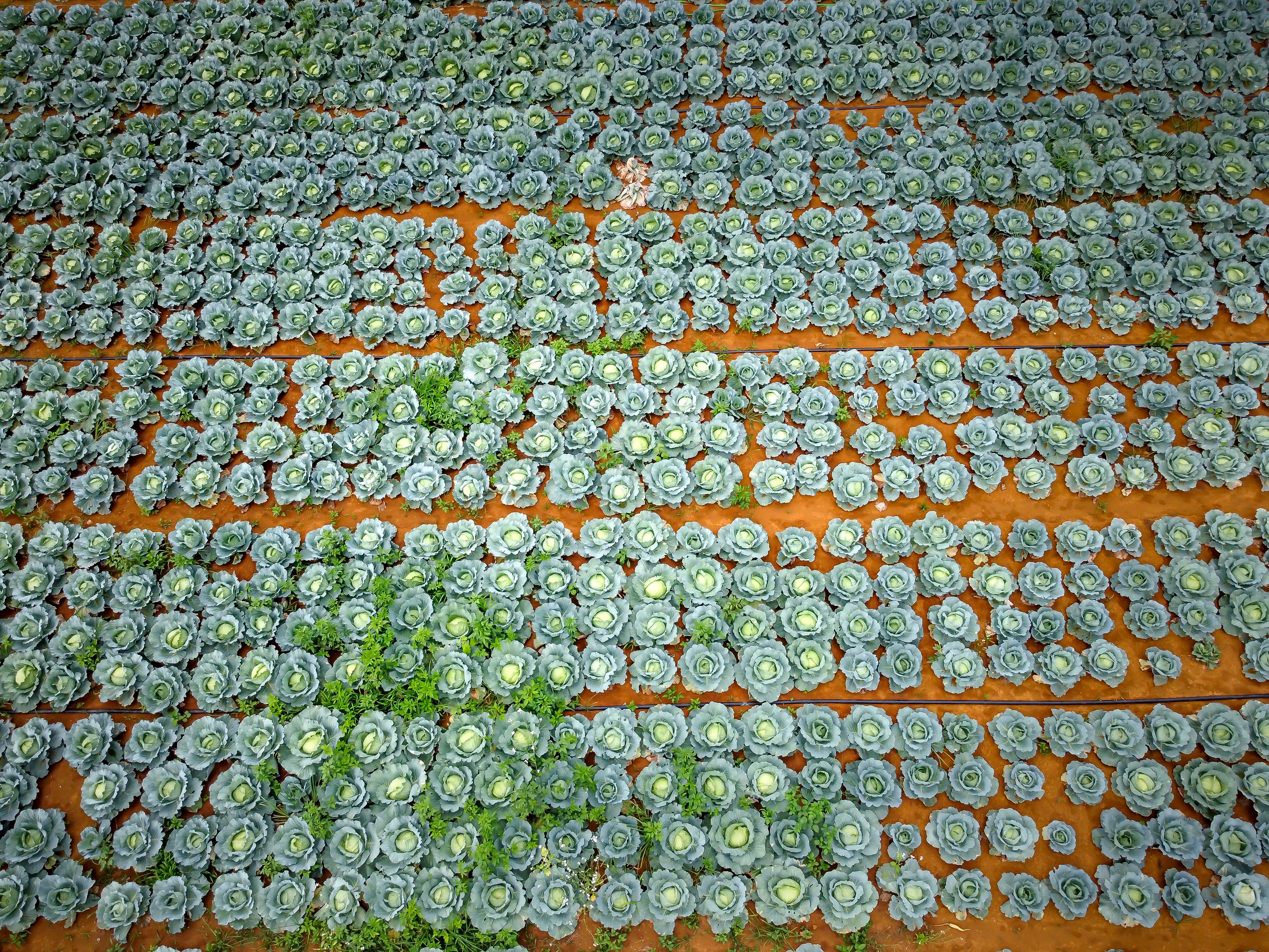 organic vegetables grown in soil that may contain microplastics