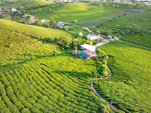 Photos gratuites de champs, les terres agricoles, photo avec un drone