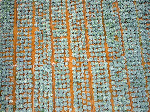 Aerial View of Rows of Cabbages on an Agricultural Field