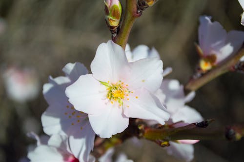 Fleur Blanche à 5 Pétales Pendant La Journée